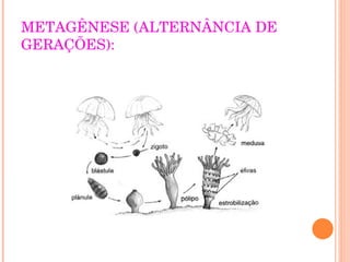 METAGÊNESE (ALTERNÂNCIA DE GERAÇÕES): 
