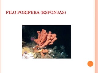 FILO PORIFERA (ESPONJAS)‏ 
