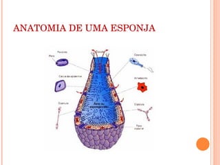 ANATOMIA DE UMA ESPONJA 
