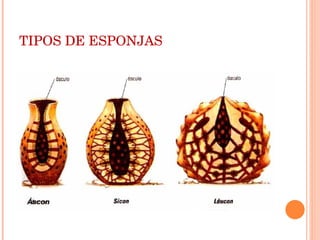 TIPOS DE ESPONJAS 