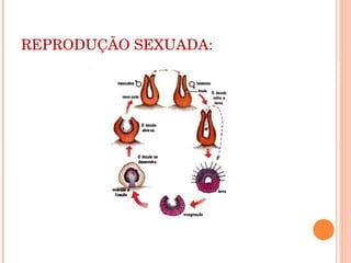 REPRODUÇÃO SEXUADA: 