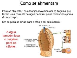 CCoommoo ssee aalliimmeennttaamm 
Para se alimentar, as esponjas movimentam os flagelos que 
fazem uma corrente de água penetrar pelos minúsculos poros 
do seu corpo. 
Em seguida se dirige para o átrio e sai pelo ósculo. 
A água 
também leva 
o oxigênio 
para as 
células. 
 