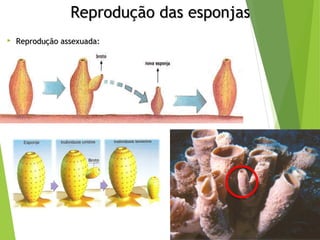 RReepprroodduuççããoo ddaass eessppoonnjjaass 
 RReepprroodduuççããoo aasssseexxuuaaddaa:: 
 