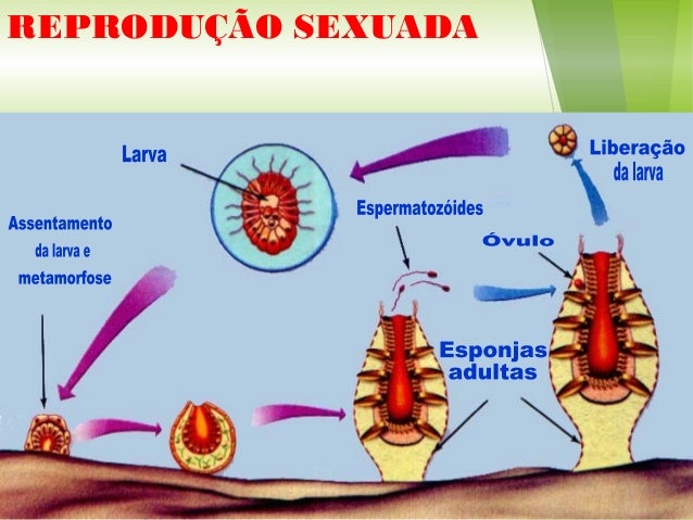 Resultado de imagem para porífero reprodução