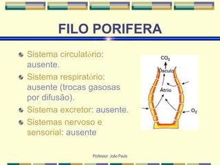 Professor: João Paulo
FILO PORIFERA
Sistema circulatório:
ausente.
Sistema respiratório:
ausente (trocas gasosas
por difusão).
Sistema excretor: ausente.
Sistemas nervoso e
sensorial: ausente
 