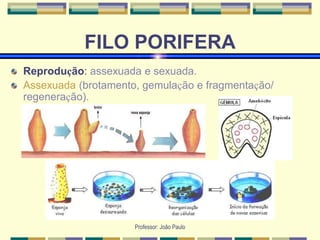 Professor: João Paulo
FILO PORIFERA
Reprodução: assexuada e sexuada.
Assexuada (brotamento, gemulação e fragmentação/
regeneração).
 
