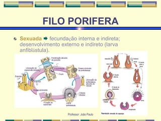Professor: João Paulo
FILO PORIFERA
Sexuada  fecundação interna e indireta;
desenvolvimento externo e indireto (larva
anfiblástula).
 