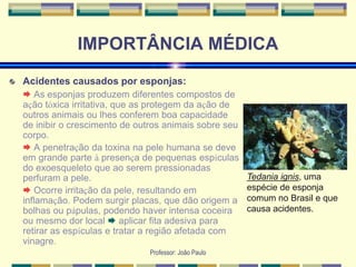 Professor: João Paulo
IMPORTÂNCIA MÉDICA
Acidentes causados por esponjas:
 As esponjas produzem diferentes compostos de
ação tóxica irritativa, que as protegem da ação de
outros animais ou lhes conferem boa capacidade
de inibir o crescimento de outros animais sobre seu
corpo.
 A penetração da toxina na pele humana se deve
em grande parte à presença de pequenas espículas
do exoesqueleto que ao serem pressionadas
perfuram a pele.
 Ocorre irritação da pele, resultando em
inflamação. Podem surgir placas, que dão origem a
bolhas ou pápulas, podendo haver intensa coceira
ou mesmo dor local  aplicar fita adesiva para
retirar as espículas e tratar a região afetada com
vinagre.
Tedania ignis, uma
espécie de esponja
comum no Brasil e que
causa acidentes.
 