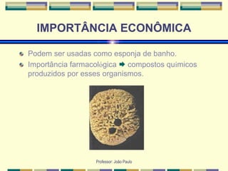 Professor: João Paulo
IMPORTÂNCIA ECONÔMICA
Podem ser usadas como esponja de banho.
Importância farmacológica  compostos químicos
produzidos por esses organismos.
 
