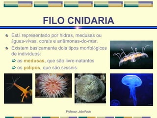 Professor: João Paulo
FILO CNIDARIA
Está representado por hidras, medusas ou
águas-vivas, corais e anêmonas-do-mar.
Existem basicamente dois tipos morfológicos
de indivíduos:
 as medusas, que são livre-natantes
 os pólipos, que são sésseis
 