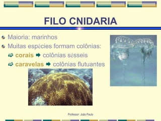 Professor: João Paulo
FILO CNIDARIA
Maioria: marinhos
Muitas espécies formam colônias:
 corais  colônias sésseis
 caravelas  colônias flutuantes
 