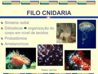 Professor: João Paulo
FILO CNIDARIA
Simetria radial
Diblásticos  organização do
corpo em nível de tecidos
Protostômios
Ametaméricos
 