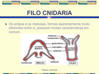 Professor: João Paulo
FILO CNIDARIA
Os pólipos e as medusas, formas aparentemente muito
diferentes entre si, possuem muitas características em
comum.
 