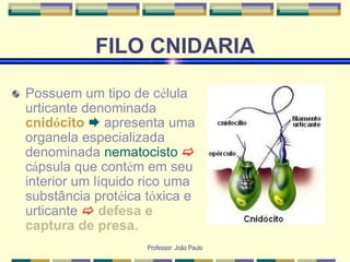 Professor: João Paulo
FILO CNIDARIA
Possuem um tipo de célula
urticante denominada
cnidócito  apresenta uma
organela especializada
denominada nematocisto 
cápsula que contém em seu
interior um líquido rico uma
substância protéica tóxica e
urticante  defesa e
captura de presa.
 