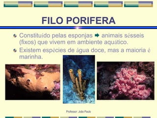 Professor: João Paulo
FILO PORIFERA
Constituído pelas esponjas  animais sésseis
(fixos) que vivem em ambiente aquático.
Existem espécies de água doce, mas a maioria é
marinha.
 