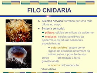 Professor: João Paulo
FILO CNIDARIA
Sistema nervoso: formado por uma rede
difusa no corpo
Sistema sensorial:
 pólipos: células sensitivas da epiderme
 medusas: células sensitivas da
epiderme e estruturas sensoriais
especializadas:
 estatocistos: atuam como
órgãos de equilíbrio (informam ao
animal sobre a posição de seu
corpo em relação à força
gravitacional)
 ocelos: fotorrecepção
 