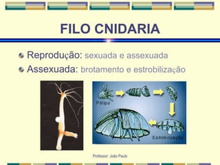 Professor: João Paulo
FILO CNIDARIA
Reprodução: sexuada e assexuada
Assexuada: brotamento e estrobilização
 