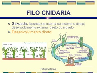 Professor: João Paulo
FILO CNIDARIA
Sexuada: fecundação interna ou externa e direta;
desenvolvimento externo, direto ou indireto
Desenvolvimento direto:
 