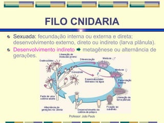 Professor: João Paulo
FILO CNIDARIA
Sexuada: fecundação interna ou externa e direta;
desenvolvimento externo, direto ou indireto (larva plânula).
Desenvolvimento indireto  metagênese ou alternância de
gerações.
 