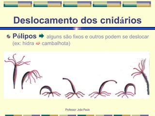 Professor: João Paulo
Deslocamento dos cnidários
Pólipos  alguns são fixos e outros podem se deslocar
(ex: hidra  cambalhota)
 