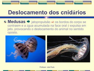 Professor: João Paulo
Deslocamento dos cnidários
Medusas  jatopropulsão  os bordos do corpo se
contraem e a água acumulada na face oral é expulsa em
jato, provocando o deslocamento do animal no sentido
oposto.
 