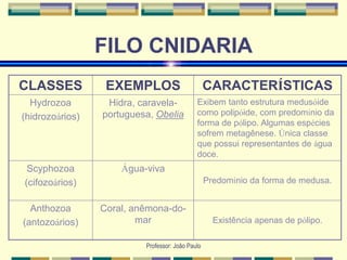 Professor: João Paulo
FILO CNIDARIA
CLASSES EXEMPLOS CARACTERÍSTICAS
Hydrozoa
(hidrozoários)
Hidra, caravela-
portuguesa, Obelia
Exibem tanto estrutura medusóide
como polipóide, com predomínio da
forma de pólipo. Algumas espécies
sofrem metagênese. Única classe
que possui representantes de água
doce.
Scyphozoa
(cifozoários)
Água-viva
Predomínio da forma de medusa.
Anthozoa
(antozoários)
Coral, anêmona-do-
mar Existência apenas de pólipo.
 