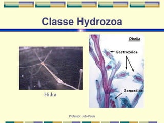 Professor: João Paulo
Classe Hydrozoa
Hidra
 