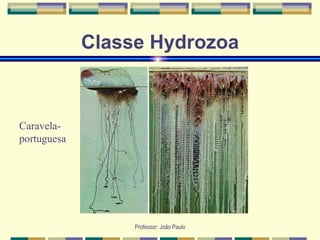 Professor: João Paulo
Classe Hydrozoa
Caravela-
portuguesa
 