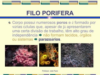 Professor: João Paulo
FILO PORIFERA
Corpo possui numerosos poros e é formado por
várias células que, apesar de já apresentarem
uma certa divisão de trabalho, têm alto grau de
independência  não formam tecidos, órgãos
ou sistemas  parazoários.
 