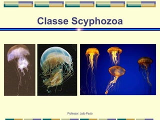 Professor: João Paulo
Classe Scyphozoa
 
