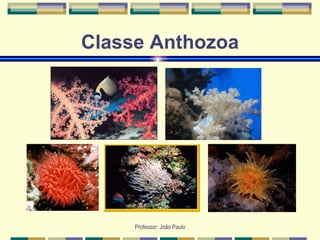 Professor: João Paulo
Classe Anthozoa
 
