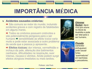 Professor: João Paulo
IMPORTÂNCIA MÉDICA
Acidentes causados cnidários:
 São comuns ao redor do mundo, incluindo
acidentes graves e com registro de fatalidades
em alguns mares.
 Todos os cnidários possuem cnidócitos e
são potencialmente perigosos para o ser
humano  sensibilidade ao efeito tóxico varia
muito e pode estar associada a outro problema
de saúde que a pessoa já apresente.
 Efeitos tóxicos: dor intensa, vermelhidão e
inchaço da pele, alteração dos batimentos
cardíacos, dificuldades na respiração, suor
intenso, naúsea e vômitos. Ainda podem surgir
efeitos alérgicos imediatos ou mais tardios.
Chironex
fleckeri, água-
viva que ocorre
no litoral da
Austrália e pode
ser letal para o
ser humano.
Physalia
(caravela-
portuguesa):
pode causar
fortes
“queimaduras”
em banhistas
e pescadores.
 