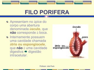 Professor: João Paulo
FILO PORIFERA
Apresentam no ápice do
corpo uma abertura
denominada ósculo, que
não corresponde à boca.
Internamente possuem
uma cavidade chamada
átrio ou espongiocele,
que não é uma cavidade
digestiva  digestão
intracelular.
 