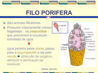 Professor: João Paulo
FILO PORIFERA
São animais filtradores.
Possuem internamente células
flageladas – os coanócitos –
que promovem a circulação
orientada da água

água penetra pelos poros, passa
para a espongiocele e sai pelo
ósculo  obtenção de oxigênio,
alimento e eliminação de
resíduos.
 