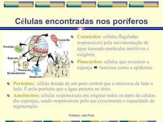 Professor: João Paulo
Células encontradas nos poríferos
Coanócitos: células flageladas
responsáveis pela movimentação da
água trazendo partículas nutritivas e
oxigênio.
Pinacócitos: células que revestem a
esponja  funciona como a epiderme.
Porócitos: célula dotada de um poro central que a atravessa de lado a
lado. É pelo porócito que a água penetra no átrio.
Amebócitos: células responsáveis em originar todos os tipos de células
das esponjas, sendo responsáveis pelo seu crescimento e capacidade de
regeneração.
 
