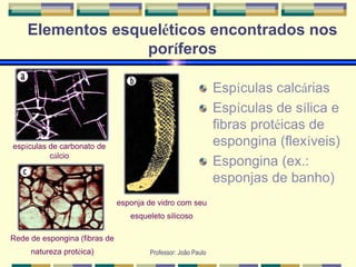 Professor: João Paulo
Elementos esqueléticos encontrados nos
poríferos
Espículas calcárias
Espículas de sílica e
fibras protéicas de
espongina (flexíveis)
Espongina (ex.:
esponjas de banho)
espículas de carbonato de
cálcio
esponja de vidro com seu
esqueleto silicoso
Rede de espongina (fibras de
natureza protéica)
 