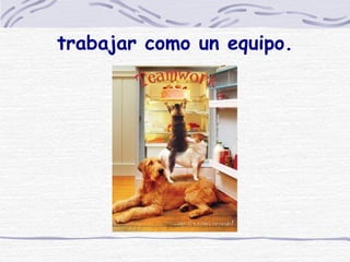 trabajar como un equipo. 
