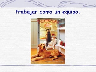 trabajar como un equipo. 