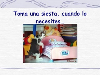 Toma una siesta, cuando lo necesites… 