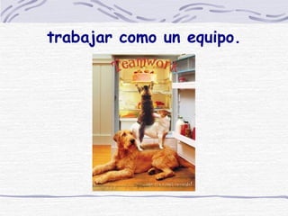 trabajar como un equipo. 