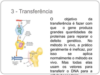 3 - Transferência
                O         objetivo       da
                transferência é fazer com
                que     o gene produza
                grandes quantidades de
                proteínas para reparar o
                defeito    genético.    No
                método in vivo, a prático
                geralmente é ineficaz, por
                isso        se       aplica
                normalmente o método ex
                vivo. Mas todas elas
                usam os vetores para
                transferir o DNA para a
 