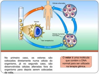 No primeiro caso, os vetores são          O vetor é uma molécula
colocados diretamente numa célula do        que contém o DNA
organismo, já no segundo caso, são        normal para ser utilizado
desenvolvidas células alteradas fora do      na terapia gênica.
organismo para depois serem colocadas
de volta.
 