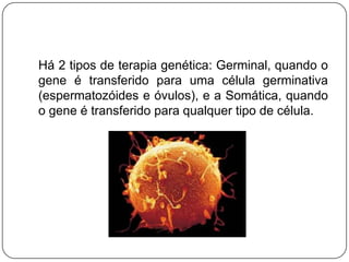 Há 2 tipos de terapia genética: Germinal, quando o
gene é transferido para uma célula germinativa
(espermatozóides e óvulos), e a Somática, quando
o gene é transferido para qualquer tipo de célula.
 