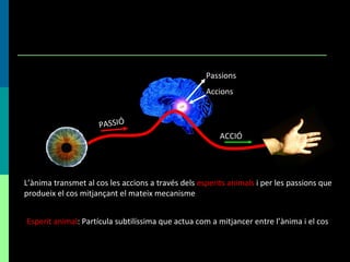 Passions Accions PASSIÓ ACCIÓ L’ànima transmet al cos les accions a través dels  esperits animals  i per les passions que produeix el cos mitjançant el mateix mecanisme Esperit animal : Partícula subtilíssima que actua com a mitjancer entre l’ànima i el cos 