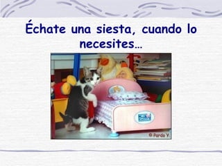 Échate una siesta, cuando lo necesites…