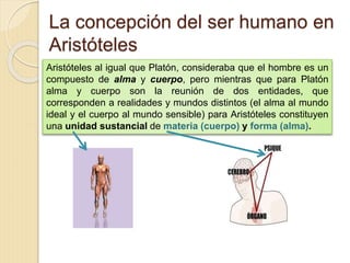 La concepción del ser humano en
Aristóteles
Aristóteles al igual que Platón, consideraba que el hombre es un
compuesto de alma y cuerpo, pero mientras que para Platón
alma y cuerpo son la reunión de dos entidades, que
corresponden a realidades y mundos distintos (el alma al mundo
ideal y el cuerpo al mundo sensible) para Aristóteles constituyen
una unidad sustancial de materia (cuerpo) y forma (alma).
 