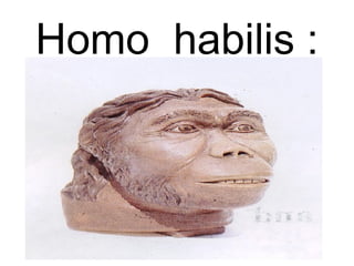 Homo  habilis : 