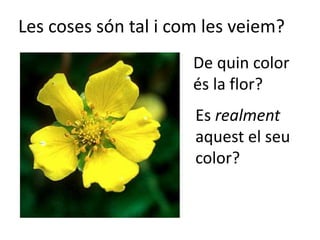 Les coses són tal i com les veiem?
De quin color
és la flor?
Es realment
aquest el seu
color?
 