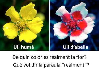Ull humà Ull d’abella
De quin color és realment la flor?
Què vol dir la paraula “realment”?
 