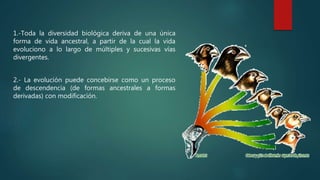 1.-Toda la diversidad biológica deriva de una única
forma de vida ancestral, a partir de la cual la vida
evoluciono a lo largo de múltiples y sucesivas vías
divergentes.
2.- La evolución puede concebirse como un proceso
de descendencia (de formas ancestrales a formas
derivadas) con modificación.
 